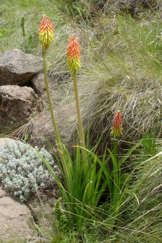 Kniphofia ritualis clumping